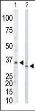 Anti-PRPS1/PRPS2/PRPS3 Rabbit Polyclonal Antibody