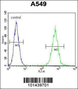 Anti-ACTA1 Mouse Monoclonal Antibody [clone: 337CT30.10.1]