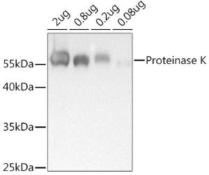 Western blot analysis of extracts of Proteinase K, using Anti-Proteinase K Antibody (A309678) at 1:1,000 dilution