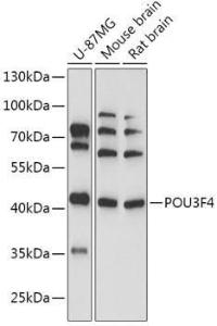 Antibody A307054-100 100 µl