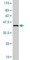 Anti-GHRL Mouse Monoclonal Antibody [clone: 4E8]