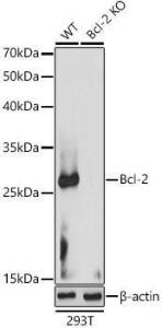 Western blot analysis of extracts from wild type(WT) and Bcl-2 knockout (KO) 293T cells, using Anti-Bcl-2 Antibody (A308149) at 1:1,000 dilution