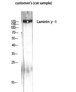 Anti-LAMC1 antibody