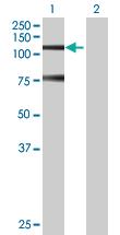 Anti-SNRK Mouse Polyclonal Antibody