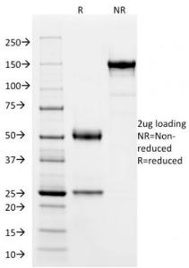 Anti-SOX9 Mouse Monoclonal Antibody [clone: PCRP-SOX9-1E5]