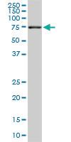 Anti-ACBD3 Mouse Monoclonal Antibody [clone: 2H2]