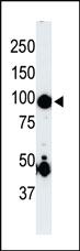 Anti-GFP Tag Mouse Monoclonal Antibody