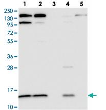 Anti-CMC1 Rabbit Polyclonal Antibody