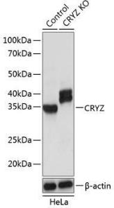 Western blot analysis of extracts from normal (control) and CRYZ knockout (KO) HeLa cells, using Anti-Quinone oxidoreductase Antibody (A307058) at 1:1,000 dilution The secondary antibody was Goat Anti-Rabbit IgG H&L Antibody (HRP) at 1:10,000 dilution Lysates/proteins were present at 25 µg per lane