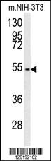 Anti-CCZ1 Rabbit Polyclonal Antibody