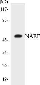 Antibody anti-NARF A101364-100 100 µg