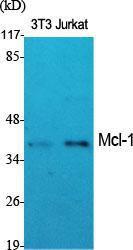 Anti-MCL1 antibody