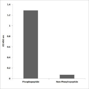 ELISA for immunogen phosphopeptide (left) and non-phosphopeptide (right) using Anti-EGFR (phospho Tyr1069) Antibody