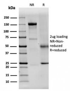 Anti-Dystrophin antibody