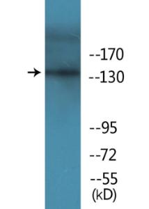 Western blot analysis of lysates from COS7 cells treated with EGF 200 ng/ml 30' using Anti-EGFR (phospho Tyr1069) Antibody