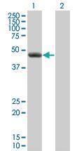 Anti-CLP1 Mouse Monoclonal Antibody [clone: 8D5]