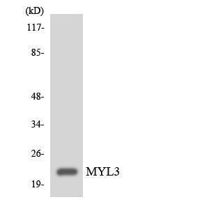 Western blot analysis of the lysates from HeLa cells using Anti-MYL3 Antibody