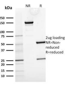 Antibody A249179-100 100 µg