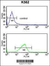 Anti-CXXC4 Rabbit Polyclonal Antibody