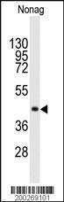 Anti-NANOG Mouse Monoclonal Antibody [clone: 60CT77.1.1]