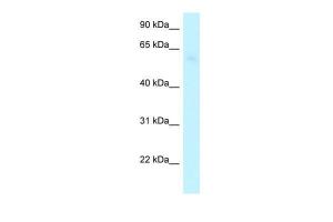 Anti-ARHGAP28 Rabbit Polyclonal Antibody