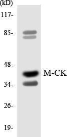 Western blot analysis of the lysates from HepG2 cells using Anti-M-CK Antibody