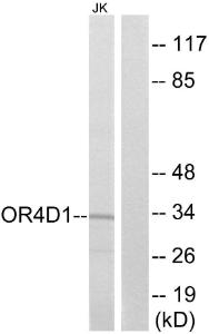 Anti-OR4D1 antibody