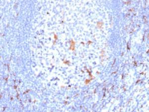 Immunohistochemical analysis of formalin-fixed, paraffin-embedded human tonsil using Anti-CD163 Antibody [M130/2163]