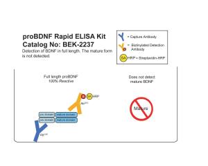 Specific quantification of full-length proBDNF in the proBDNF RapidTM ELISA kit