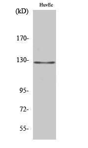 Western blot analysis of various cells using Anti-MSH3 Antibody