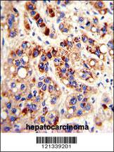 Anti-PON3 Rabbit Polyclonal Antibody