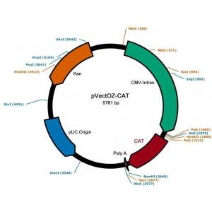 Transfection control plasmids, pVectOZ