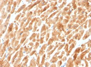 Anti-Dystrophin antibody