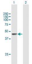 Anti-FIGF Mouse Polyclonal Antibody