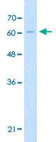 Anti-CHAF1B Rabbit Polyclonal Antibody