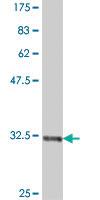 Anti-TRPC1 Mouse Polyclonal Antibody