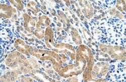 Anti-CHAF1B Rabbit Polyclonal Antibody