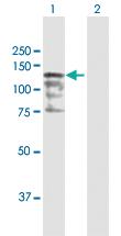 Anti-CC2D1A Rabbit Polyclonal Antibody