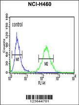 Anti-XPA Rabbit Polyclonal Antibody (AP (Alkaline Phosphatase))