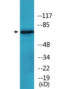 Western blot analysis of lysates from K562 and HUVEC cells treated with PMA using Anti-C-RAF (phospho Ser642) Antibody