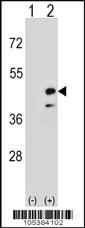 Anti-CKMT2 Rabbit Polyclonal Antibody