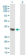 Anti-ARHGEF39 Mouse Polyclonal Antibody