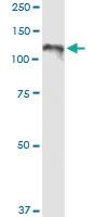 Anti-CC2D1A Rabbit Polyclonal Antibody