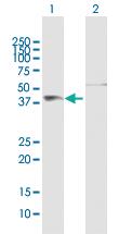 Anti-FIGF Rabbit Polyclonal Antibody