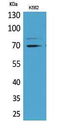 Anti-Keap1 Rabbit Polyclonal Antibody