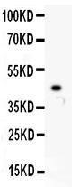 Anti-HCN1 Polyclonal Antibody