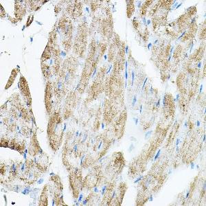 Anti-VEGFB Rabbit Polyclonal Antibody