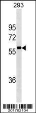 Anti-NCOA4 Mouse Monoclonal Antibody [clone: 439CT10.4.4]