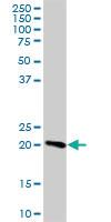 Anti-ARHGEF39 Mouse Polyclonal Antibody