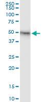 Anti-FIGF Rabbit Polyclonal Antibody